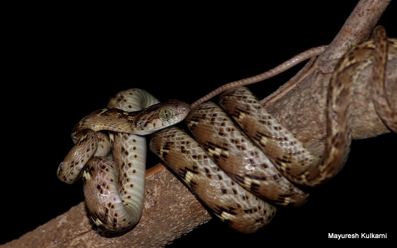 Common Cat Snake